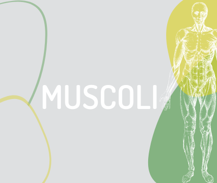 muscoli anatomia